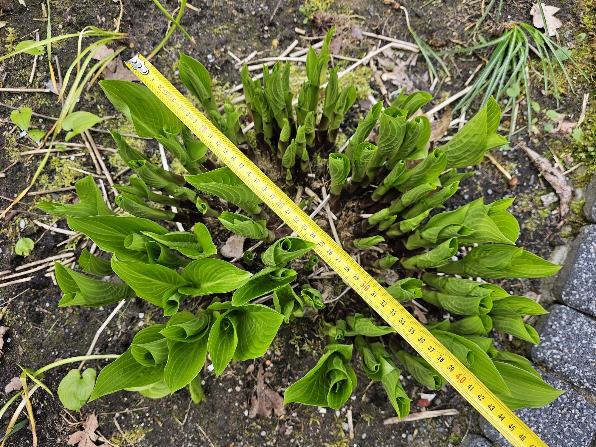 Hosta funkia duże zielone liście, biało-zielone liście