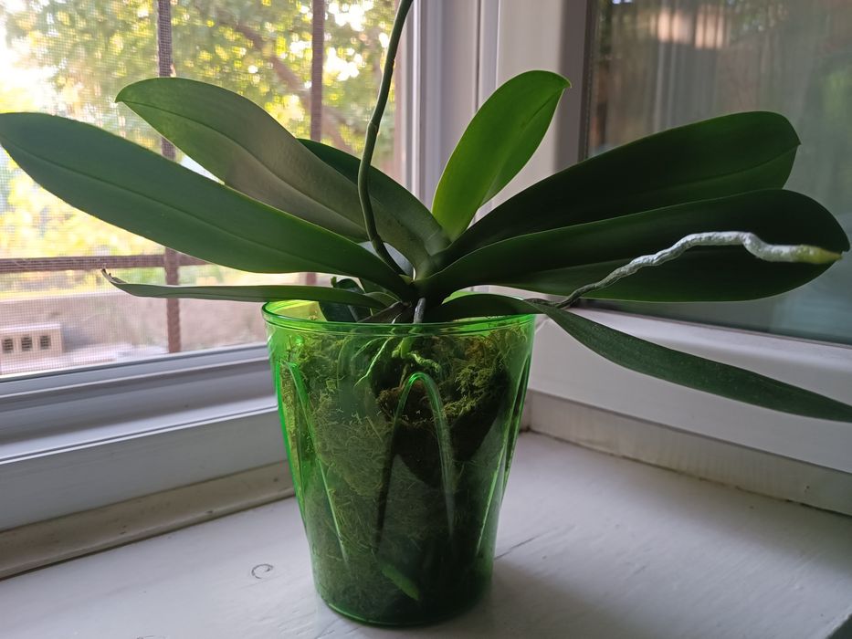 Продам  орхідею фаленопсіс