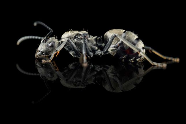 Polyrhachis dives gold złote. Egzotyczne mrówki dla początkujących.