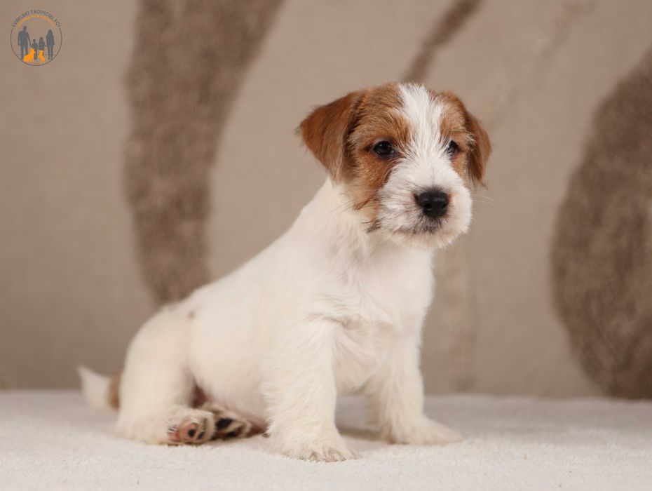 Jack Russell Terrier ZKwP FCI rezerwacja