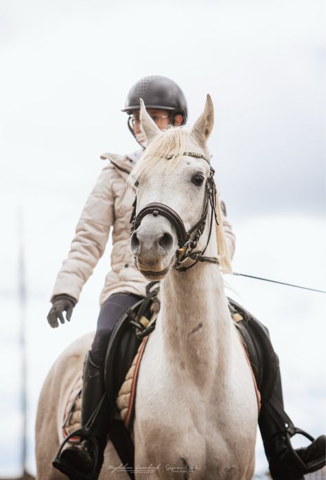 Wałach arabski 7 lat