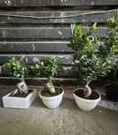 Drzewka bonsai ficus retusa