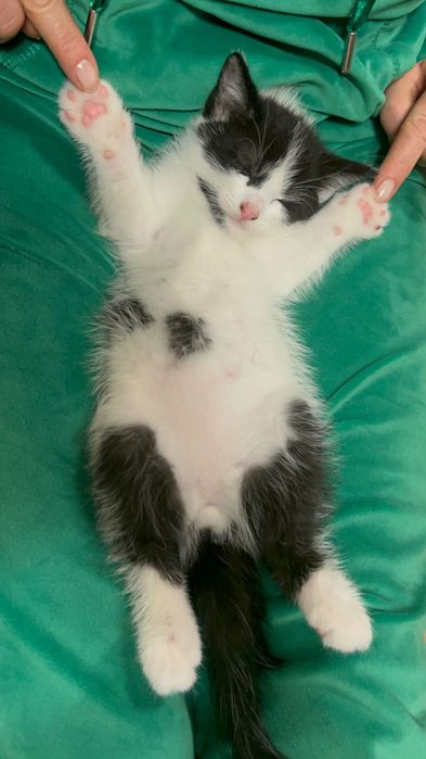 Małe kotki za darmo