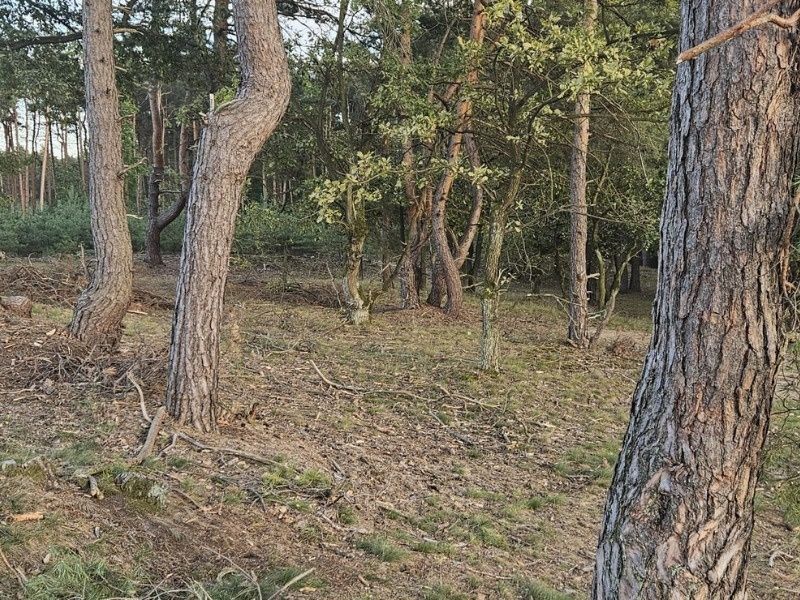 Piękne dzialki  Mielec otoczone lasem