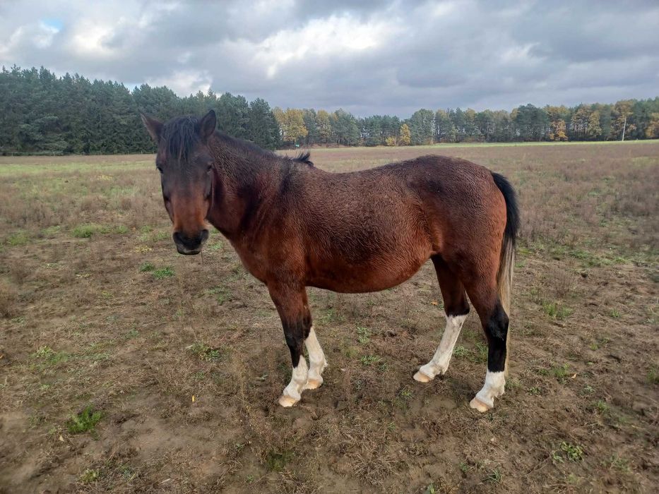 Sprzedam klacze huculskie