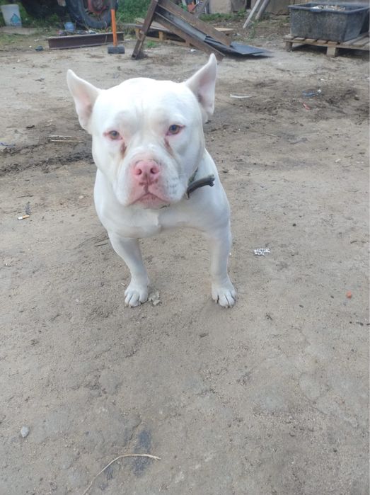 Maciek do adopcji - STREFA TTB