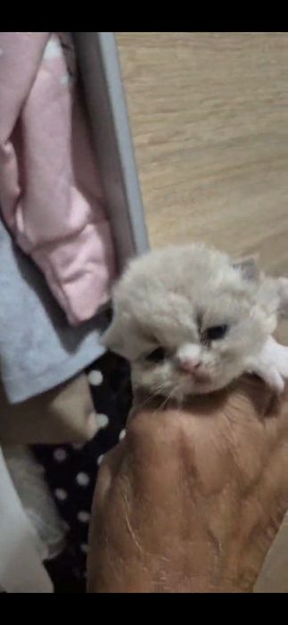 Menino persa bicolor lilac