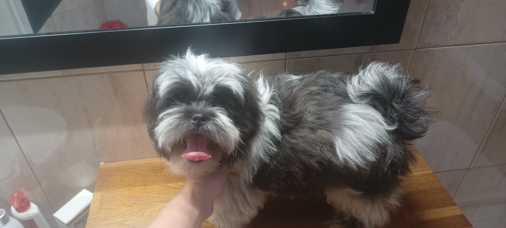 Mal shi, komplet szczepień ( shih tzu, maltańczyk)
