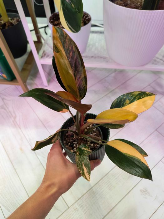 Philodendron Red Congo Variegated, don 9cm