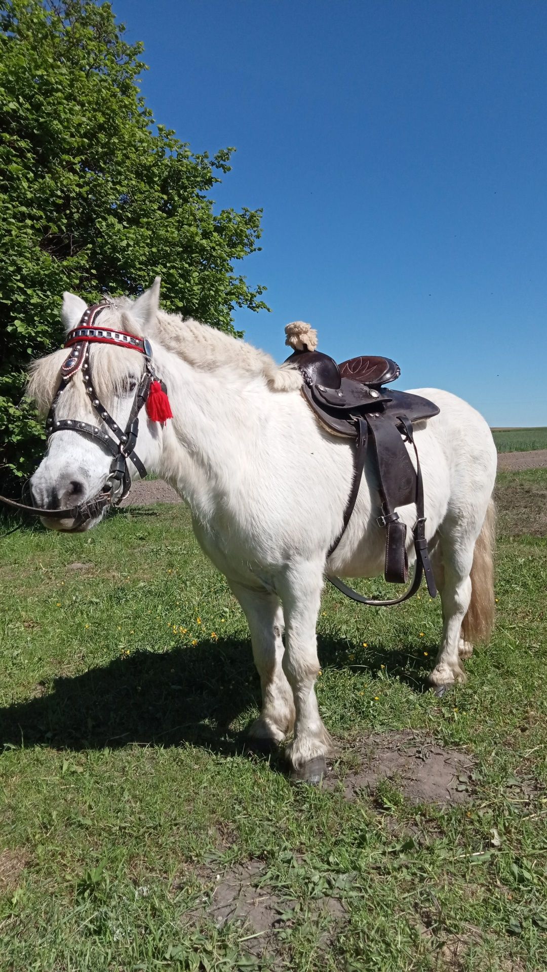 Kucyk Wałach 115 cm spokojny