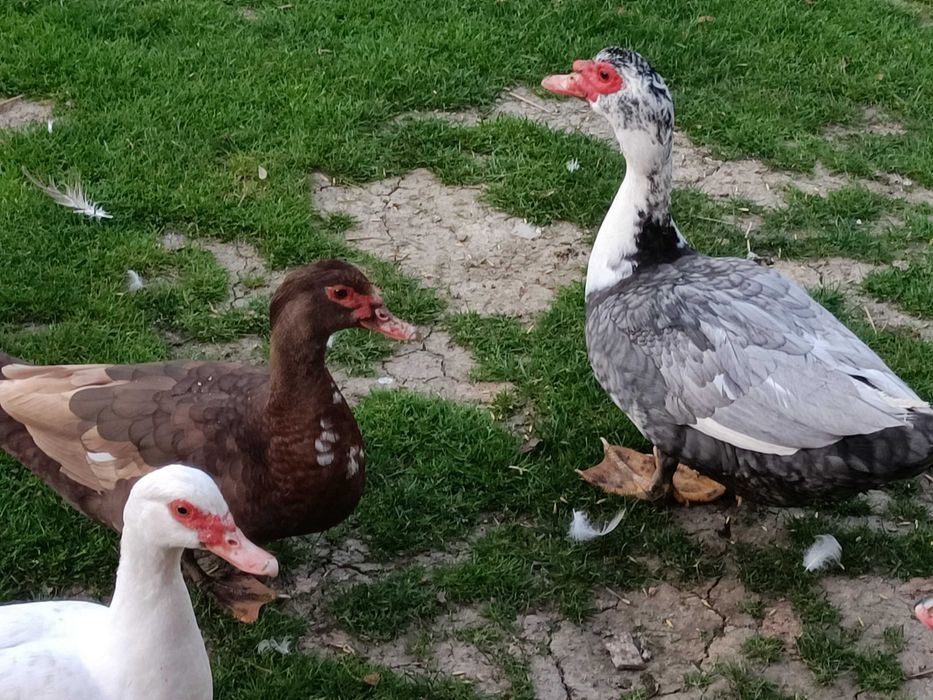 Sprzedam kaczki i kaczory
