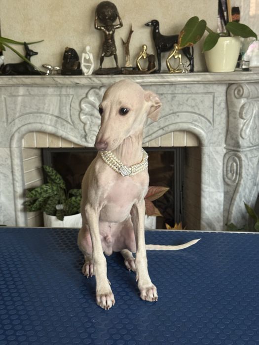 Charcik Włoski piesek