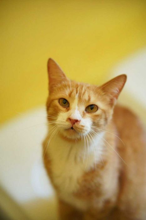 КЕКСІК в пошуках родини! Кіт, кастров 2 рочки