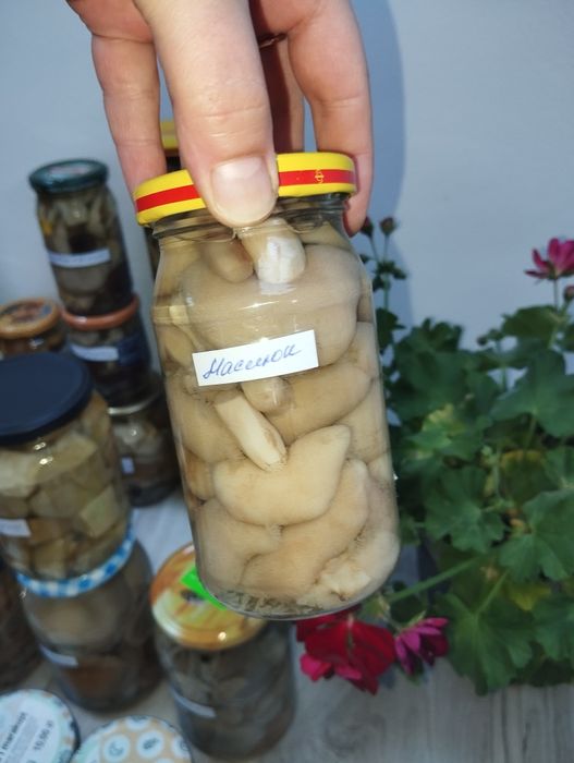 Грибы маринованные вешенка,опята,польский,говорушка,зеленушка,рядовка