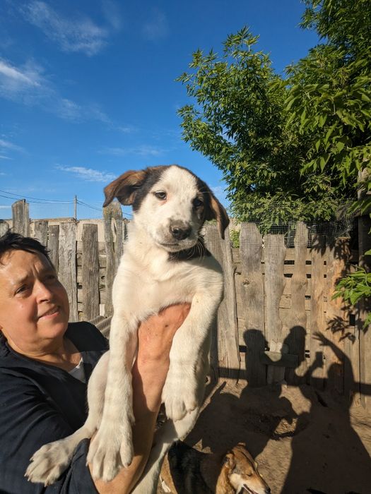 Щенята врятовані з вулиці, вакциновані шукаю родини хлопці та дівчата
