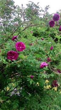 Пионы розовые розы кустовые