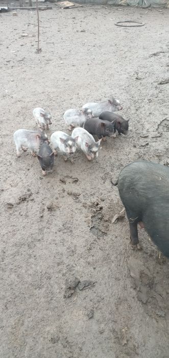 продам ветнамских поросят