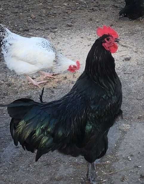 Kogut Australorp