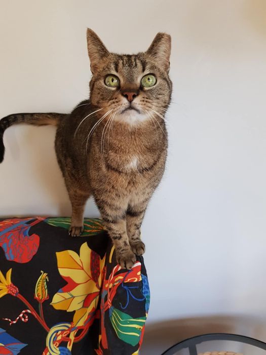 KICIA LOLA - piękna, spokojna koteczka, której umarł opiekun/Poznań