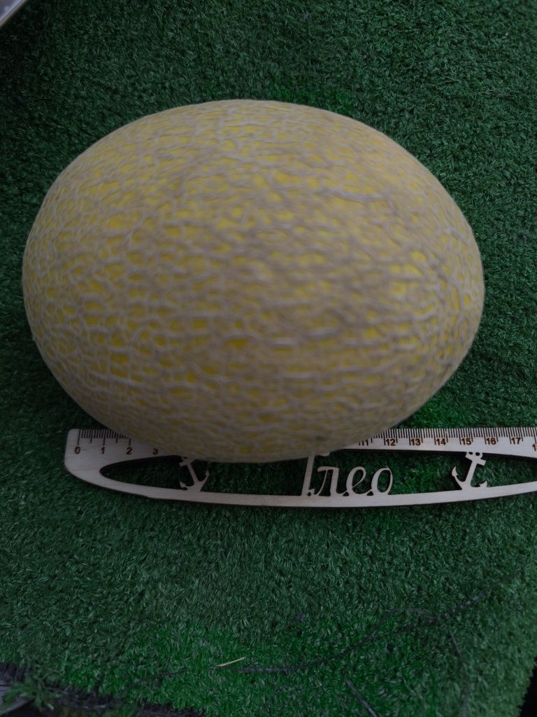 Диня з поля 300 кг