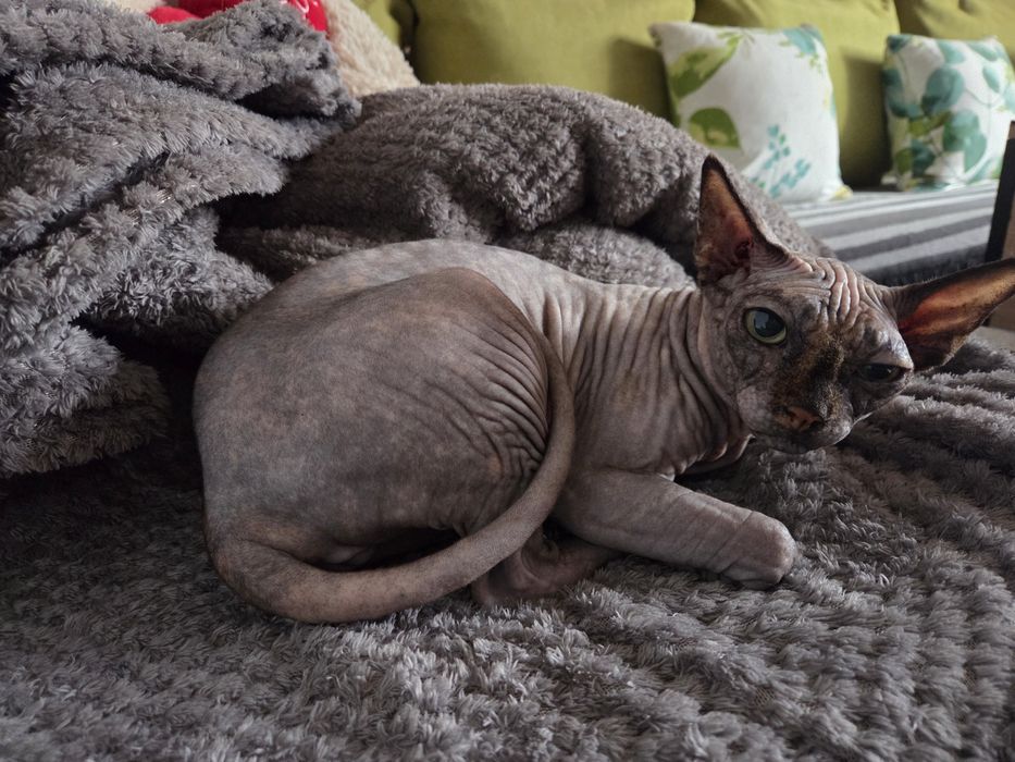 Oddam kotkę Sfinks Kanadyjski