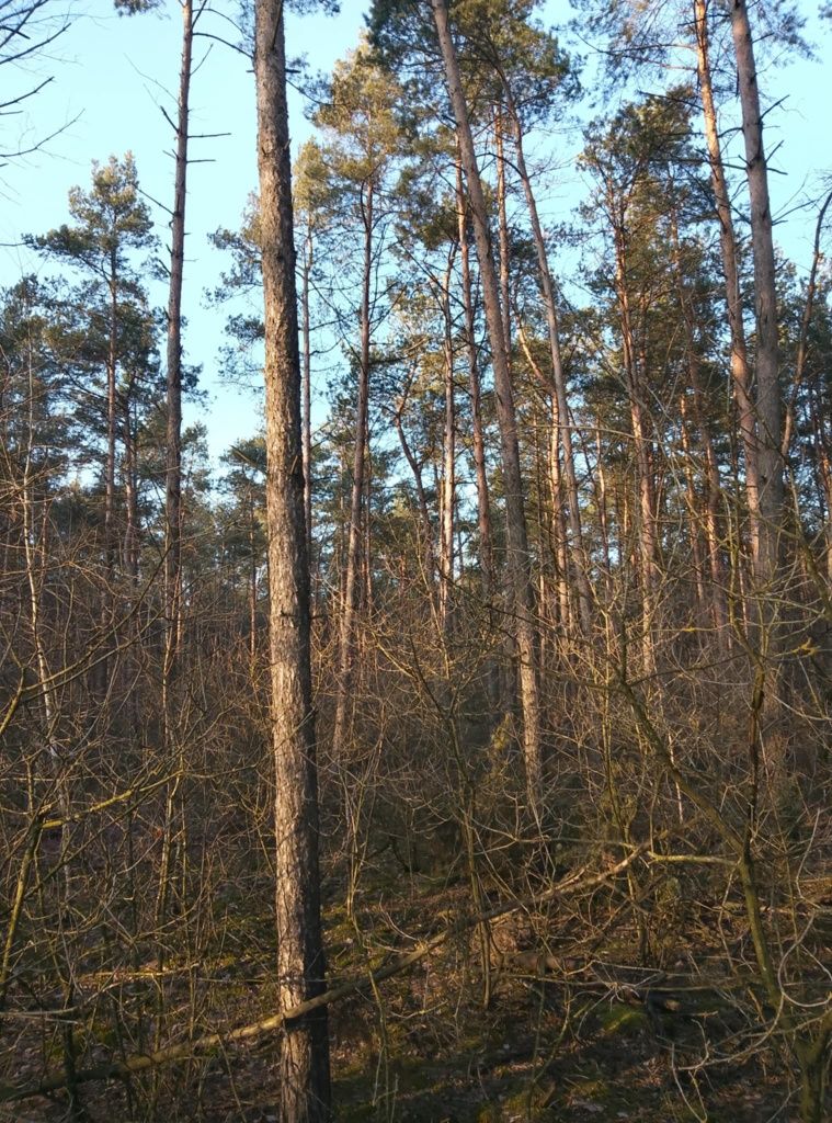 Sprzedam las iglasty, 1.11ha , ok 60 letni
