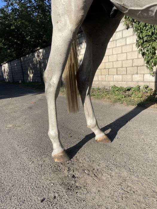 3,5 letni ogierek czystej krwi arabskiej