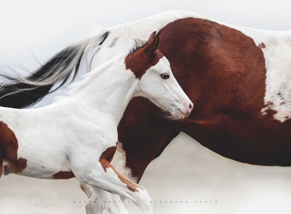Ogierek APH 2023 r. (American Paint Horse)