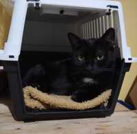 Troja - czarna kotka z białą plamką
