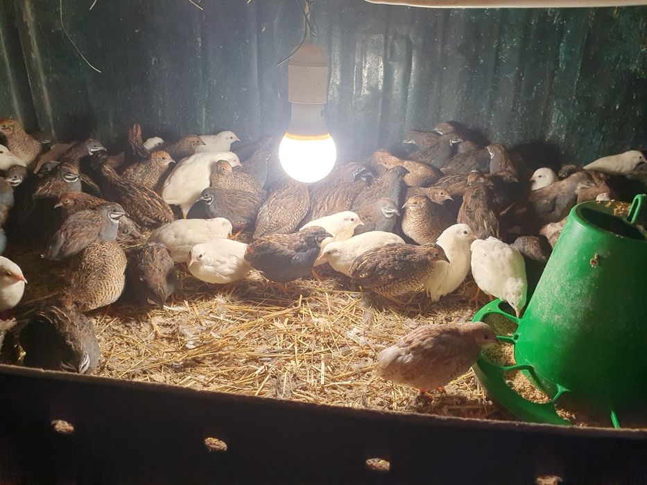 Vendo codornizes da China