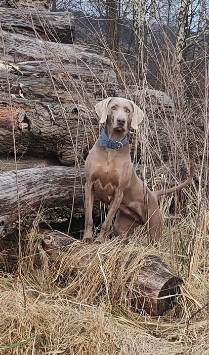 Wyżeł Weimarski szczeniak