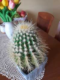 Piękny zdrowy kaktus