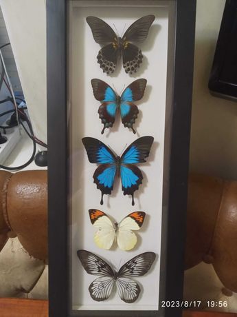 коллекция бабочек