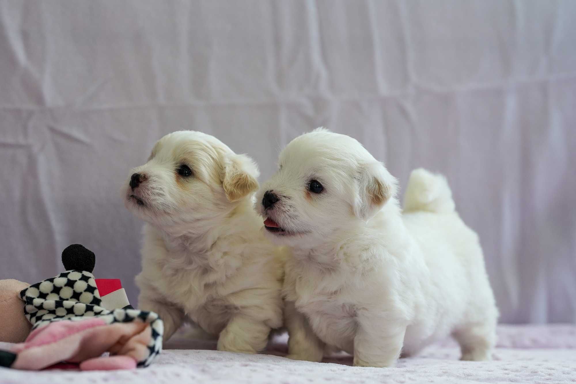 Coton de Tulear szczeniak FCI