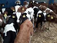 Jałówki HF, Rw na krowę,  Mięsne Jałówki I Byczki transport