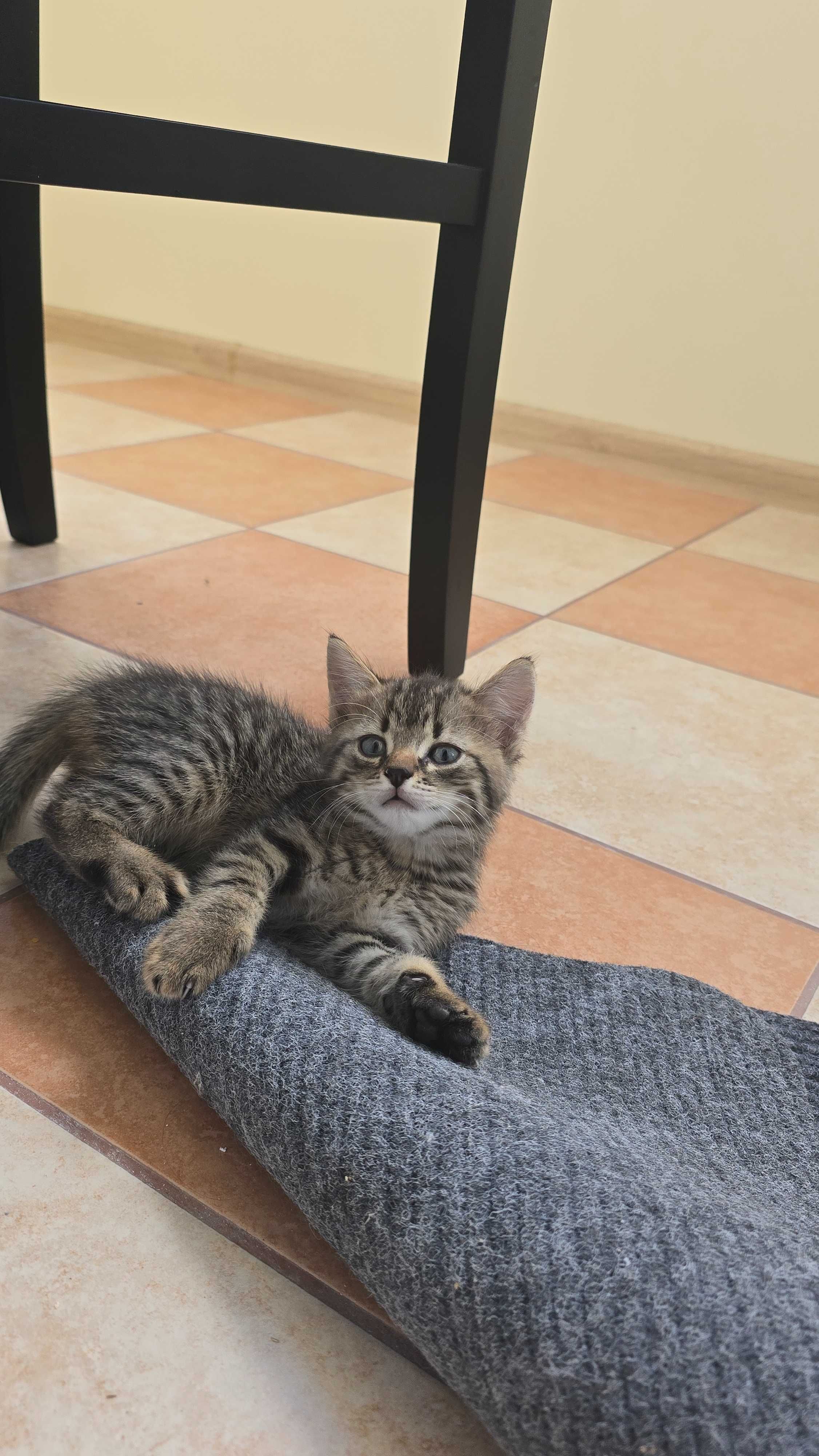 Котенята шукають дім