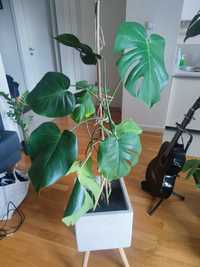 Monstera Deliciosa z doniczką