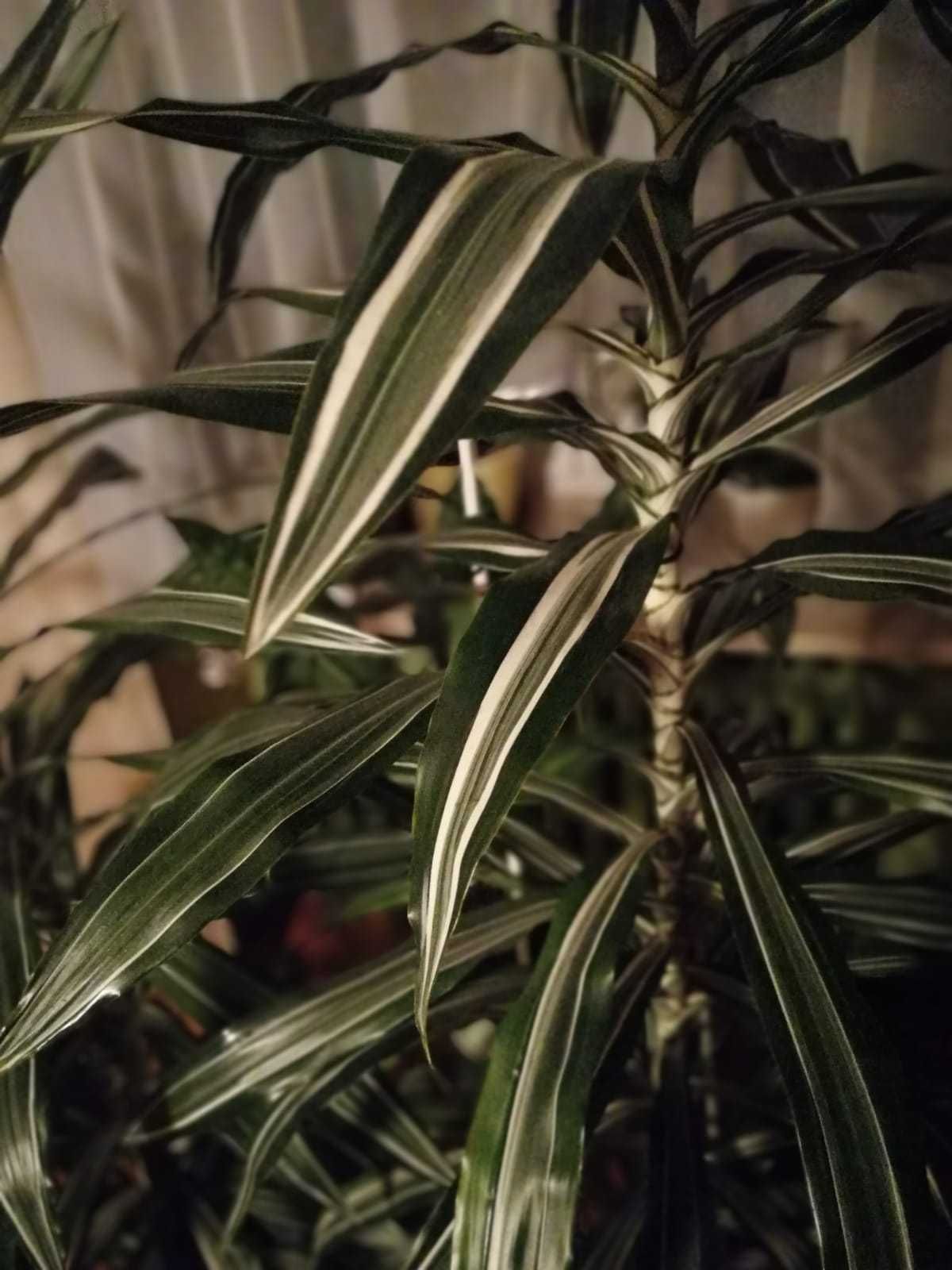 Dracena. Bardzo wysoka 250 cm