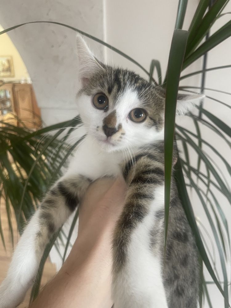 Кошенята, безплатно
