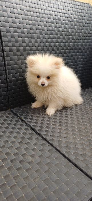 Lulu da Pomerânia fêmea muito pequenina