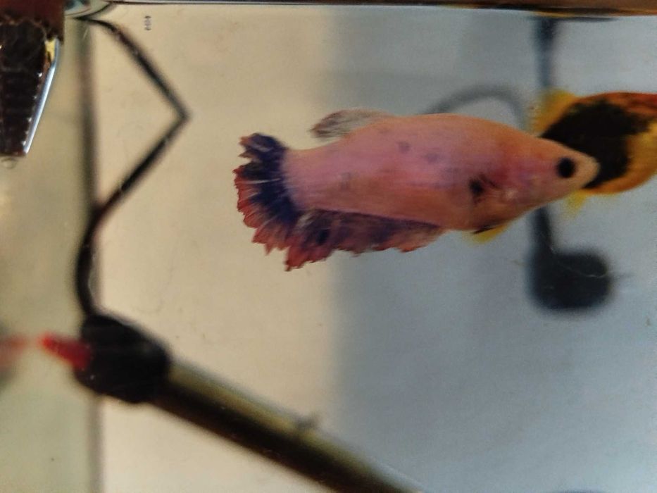 Bettas fêmeas para venda