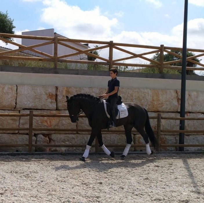 Desbaste de poldros e ensino de cavalos.