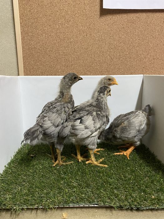 Pintos varias cores e idades