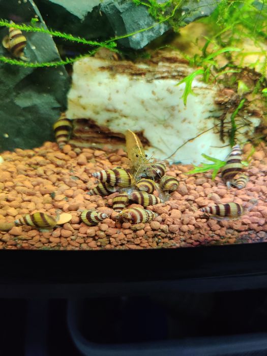 Ślimaki Helenki - 3 zł sztuka