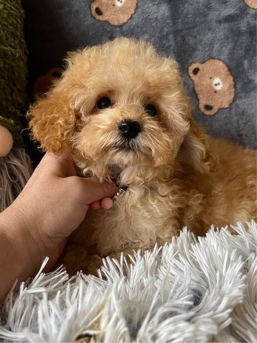 Шикарный МИНИ мальчик Мальтипу