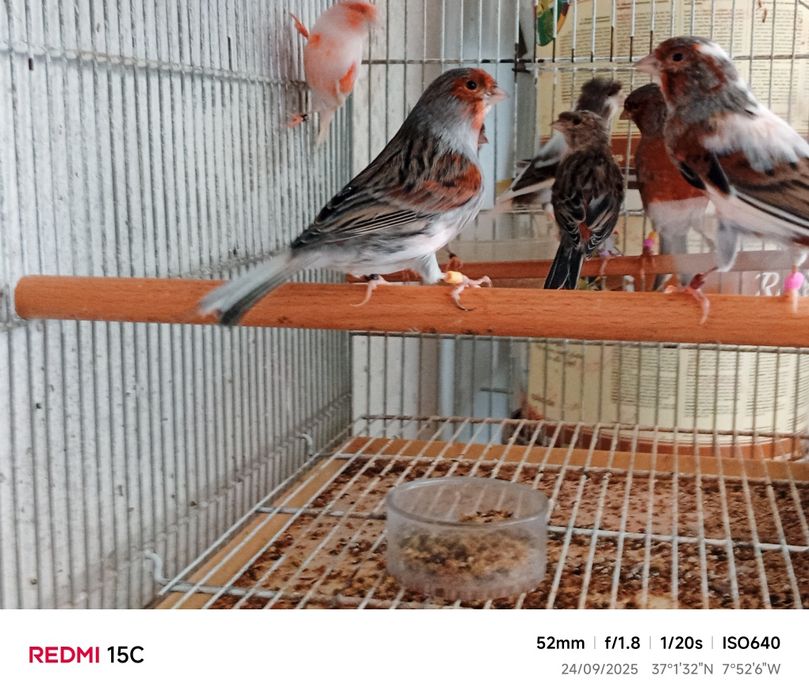 Canários Arlequin português Postura |  Anilhados