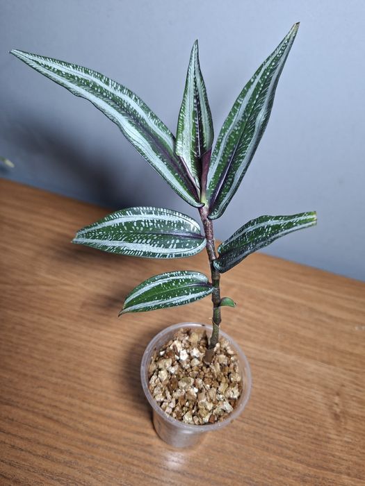 Trzykrotka Dichorisandra musaica