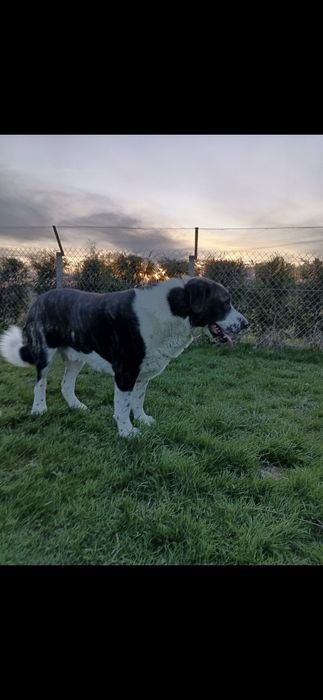 Odam za darmo Owczarka Środkowoazjatyckiegi