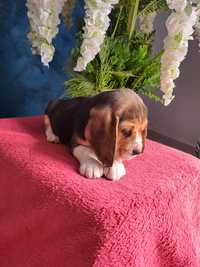 Uroczy piesek beagle.