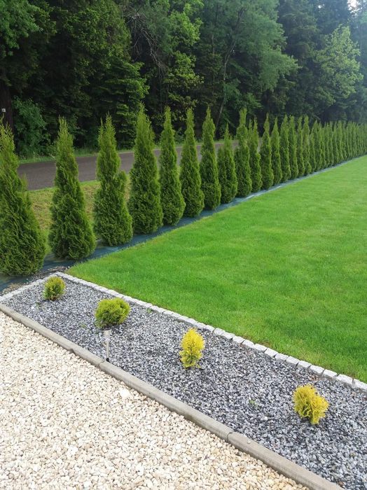 Tuja tuja tuje thuja szmaragd smaragd